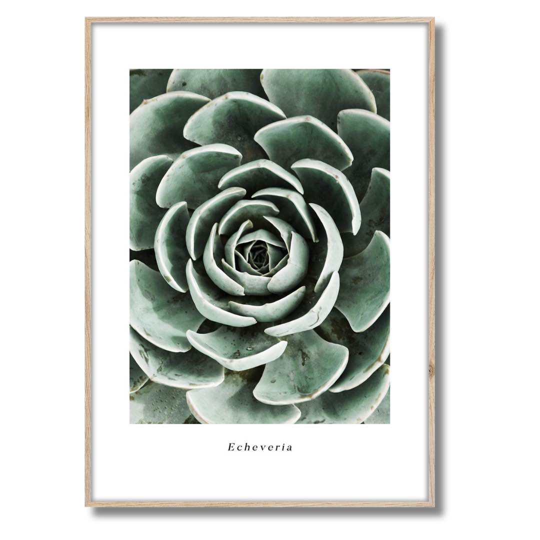 Das gerahmte Bild in den Maßen 50x70xm zeigt eine Macroaufnahme von der Pflanze Echeveria von oben. Die Pflanze erinnert mit ihren festeren und gefecherten Blättern an ein Artischockenherz. Die grüne Pflanze füllt das Bild aus und der Druck selbst ist mit einem weißen Rand abgeschlossen. Der Druck ist gerahmt in einem hellen Rahmen aus Holz.
