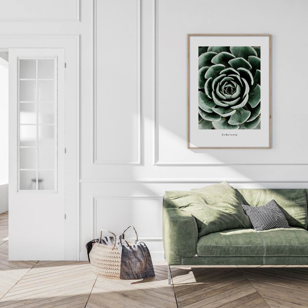 Das gerahmte Bild in den Maßen 50x70xm zeigt eine Macroaufnahme von der Pflanze Echeveria von oben. Die Pflanze erinnert mit ihren festeren und gefecherten Blättern an ein Artischockenherz. Die grüne Pflanze füllt das Bild aus und der Druck selbst ist mit einem weißen Rand abgeschlossen. Der Druck ist gerahmt in einem hellen Rahmen aus Holz.