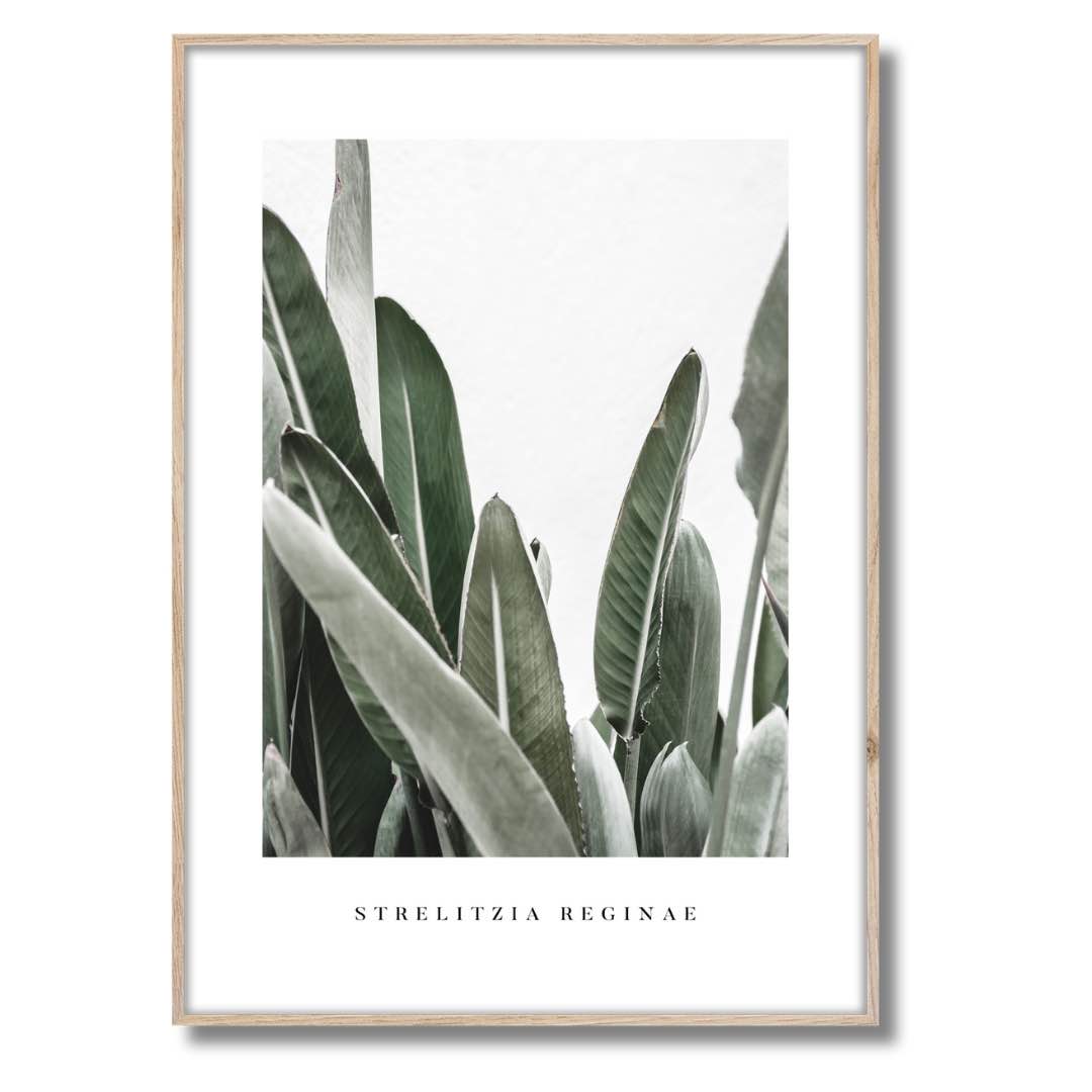 Das gerahmte Bild in den Maßen 50x70xm zeigt eine Aufnahme von der südafrikanischen Pflanze Strelitzia. Grüne und nach oben gerichtete Blätter sind auf dem Bild zu sehen. Der Hintergrund ist hell und das Bild wird von einem weißen Rand umrandet. Der Druck ist gerahmt in einem hellen Rahmen aus Holz.