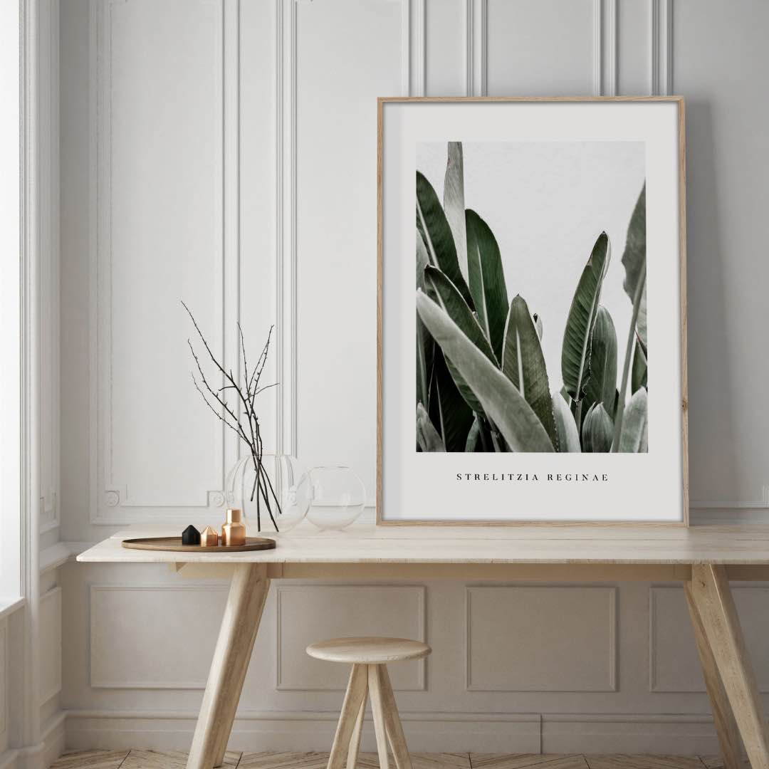 Das gerahmte Bild in den Maßen 50x70xm zeigt eine Aufnahme von der südafrikanischen Pflanze Strelitzia. Grüne und nach oben gerichtete Blätter sind auf dem Bild zu sehen. Der Hintergrund ist hell und das Bild wird von einem weißen Rand umrandet. Der Druck ist gerahmt in einem hellen Rahmen aus Holz.