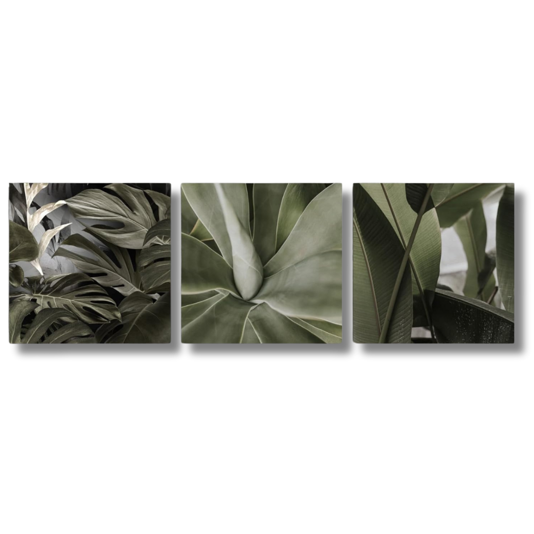 Leinwand Bilder Set in - alle drei Bilder zeigen Nahaufnahmen von grünen Pflanzen. Abgebildet sind die Sukkulente und Monstera Deliciosa sowie Palmenblättern.