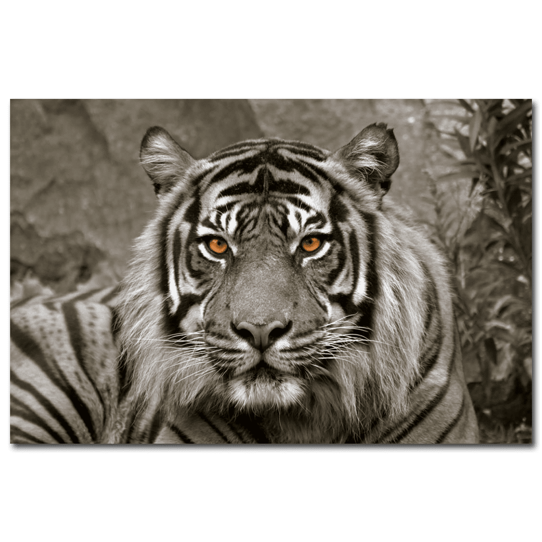 x Kunstdruck Tiger | | cm) | Leinwandbild 2, 118 Sepia | Shop Nashorn Weiß Wildnis Daazoo Sepia Schwarz Bönninghoff Löwe Wandbilder (Tiger | 78 Afrika